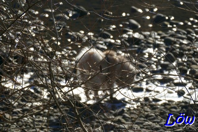 28.12.2025 - Wasserhund